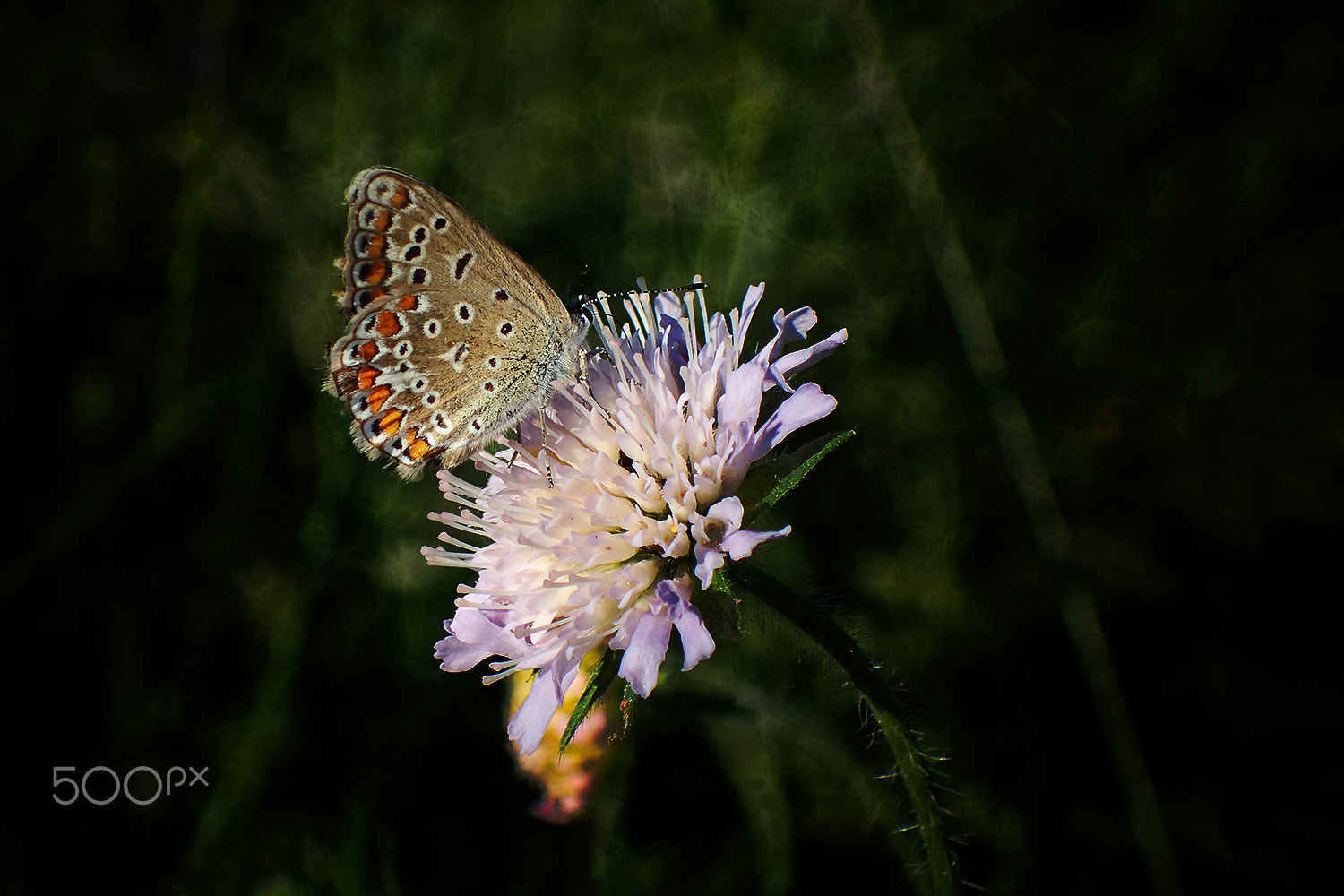 Olympus TG-4 sample photo. Sweet dream photography