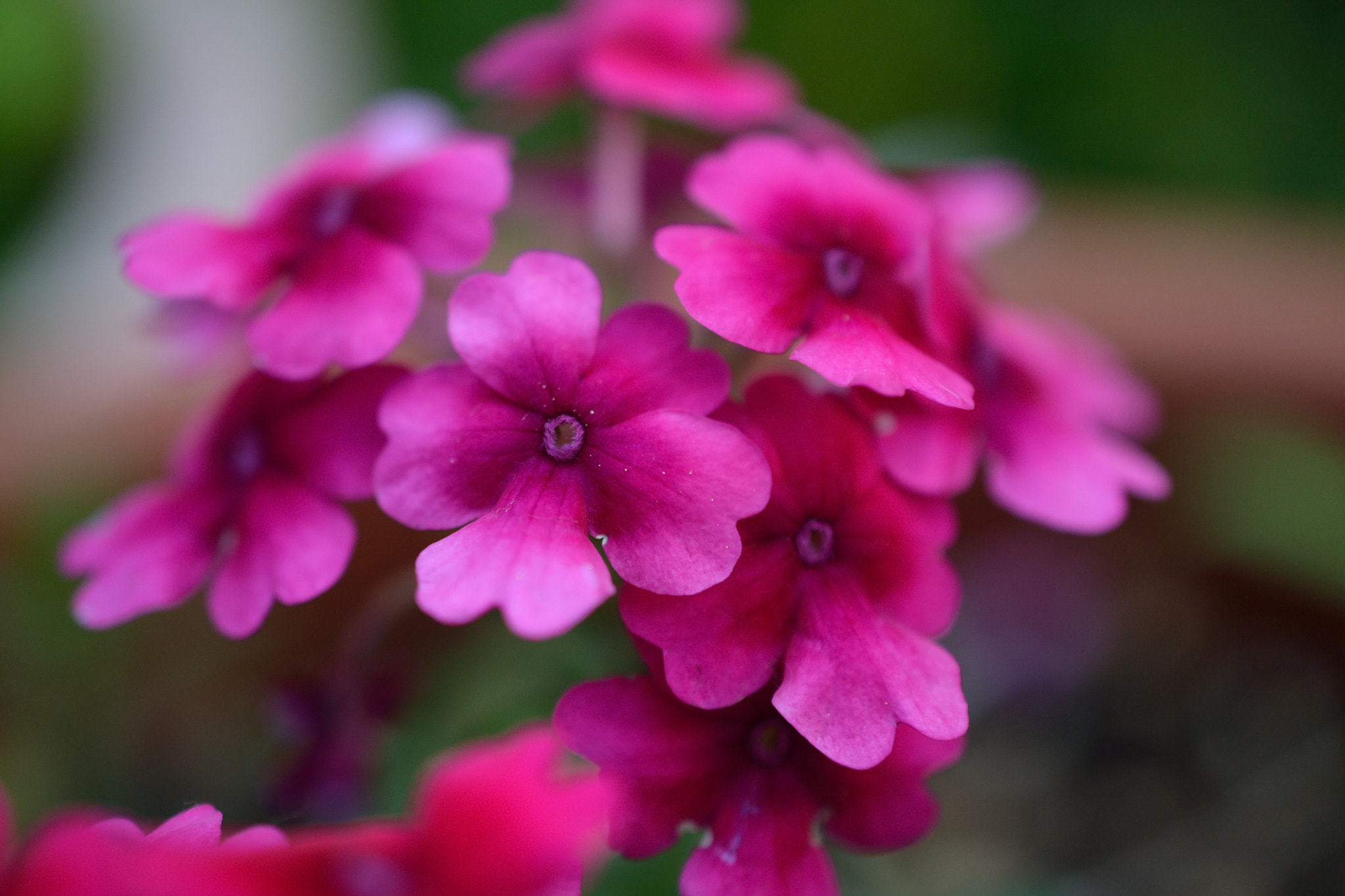 Nikon AF-S DX Micro Nikkor 40mm F2.8 sample photo. Grandma garden 3 photography