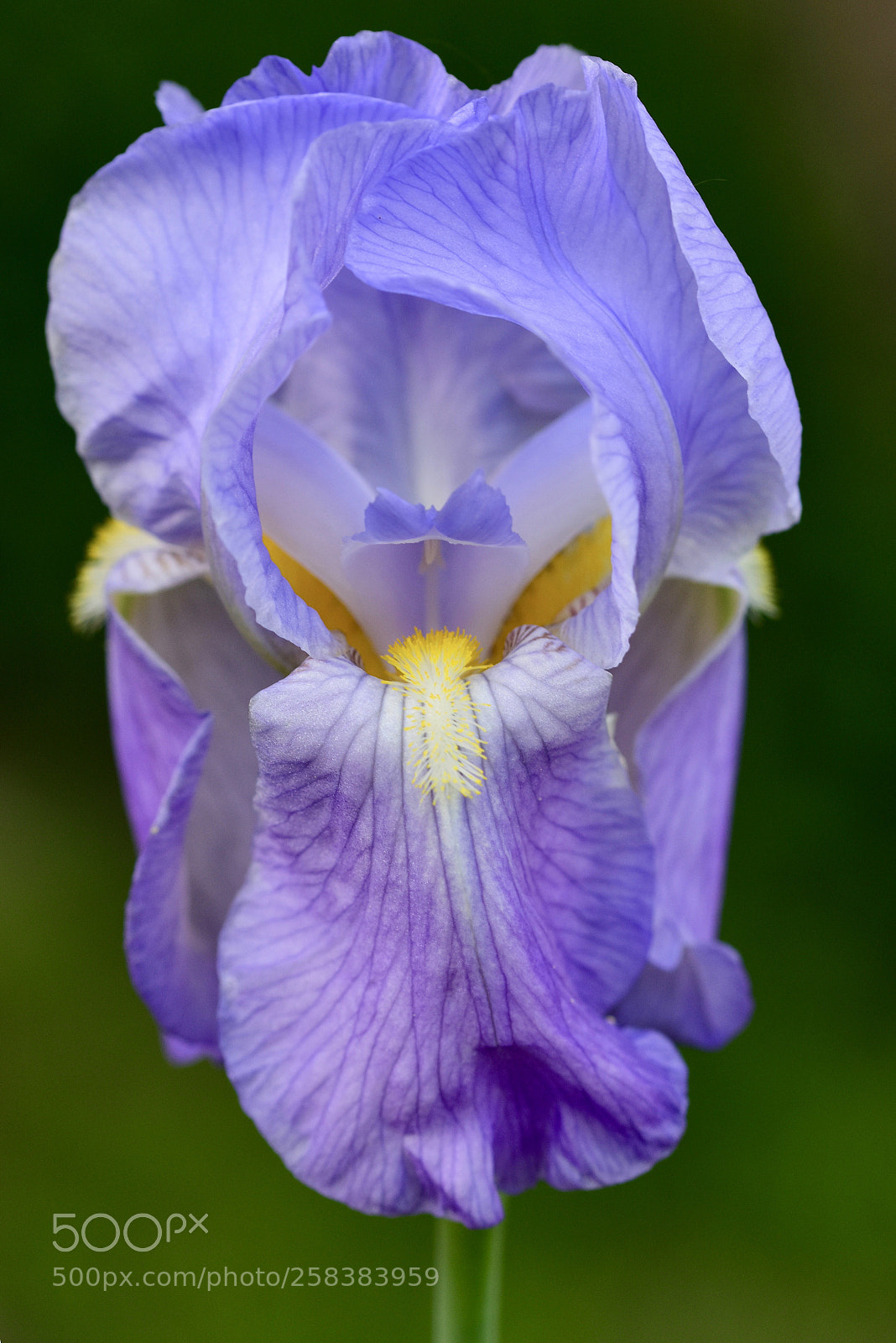 Nikon D7200 sample photo. Iris photography