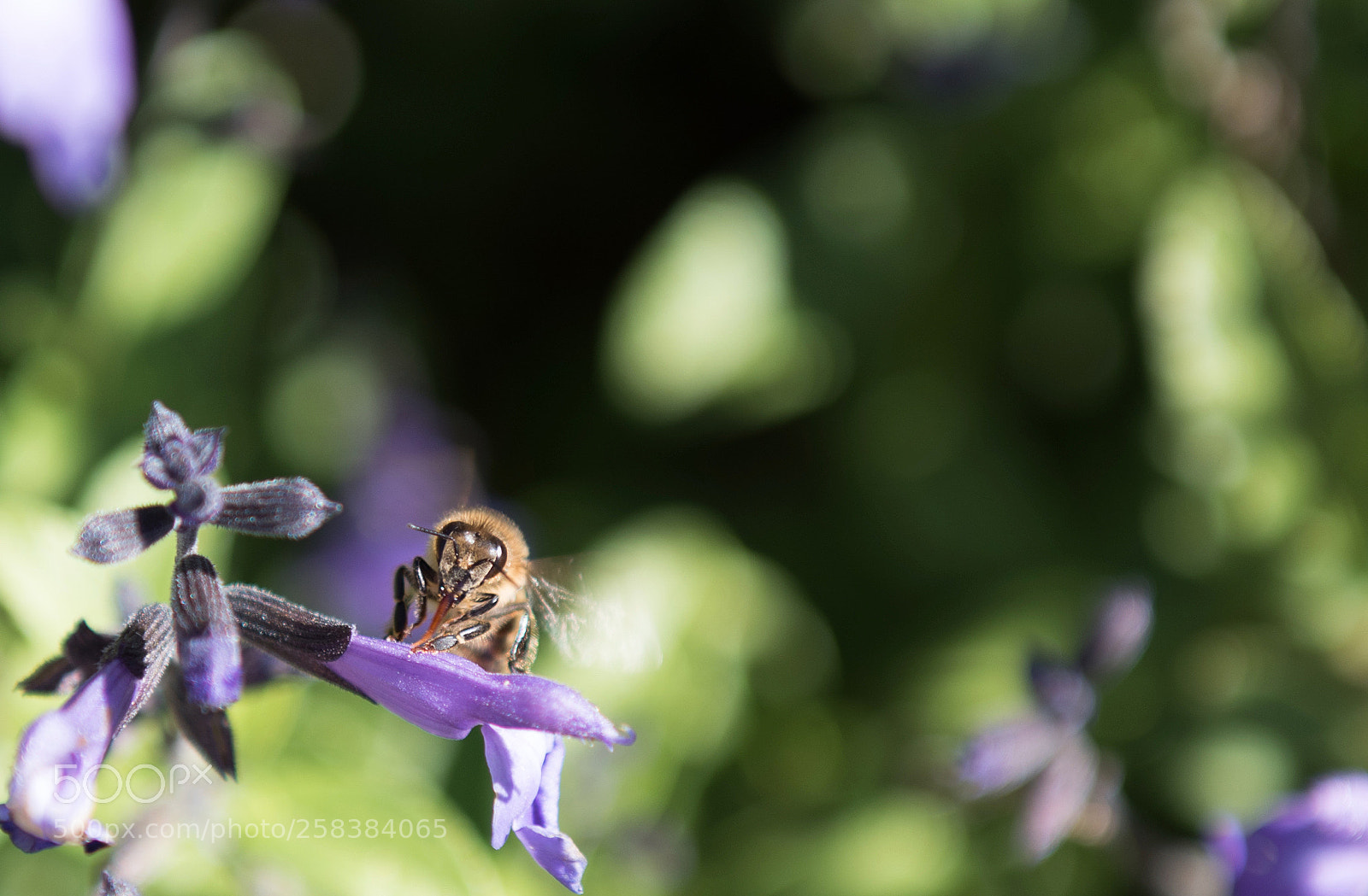 Nikon D810 sample photo. Happy bee, australia, back photography