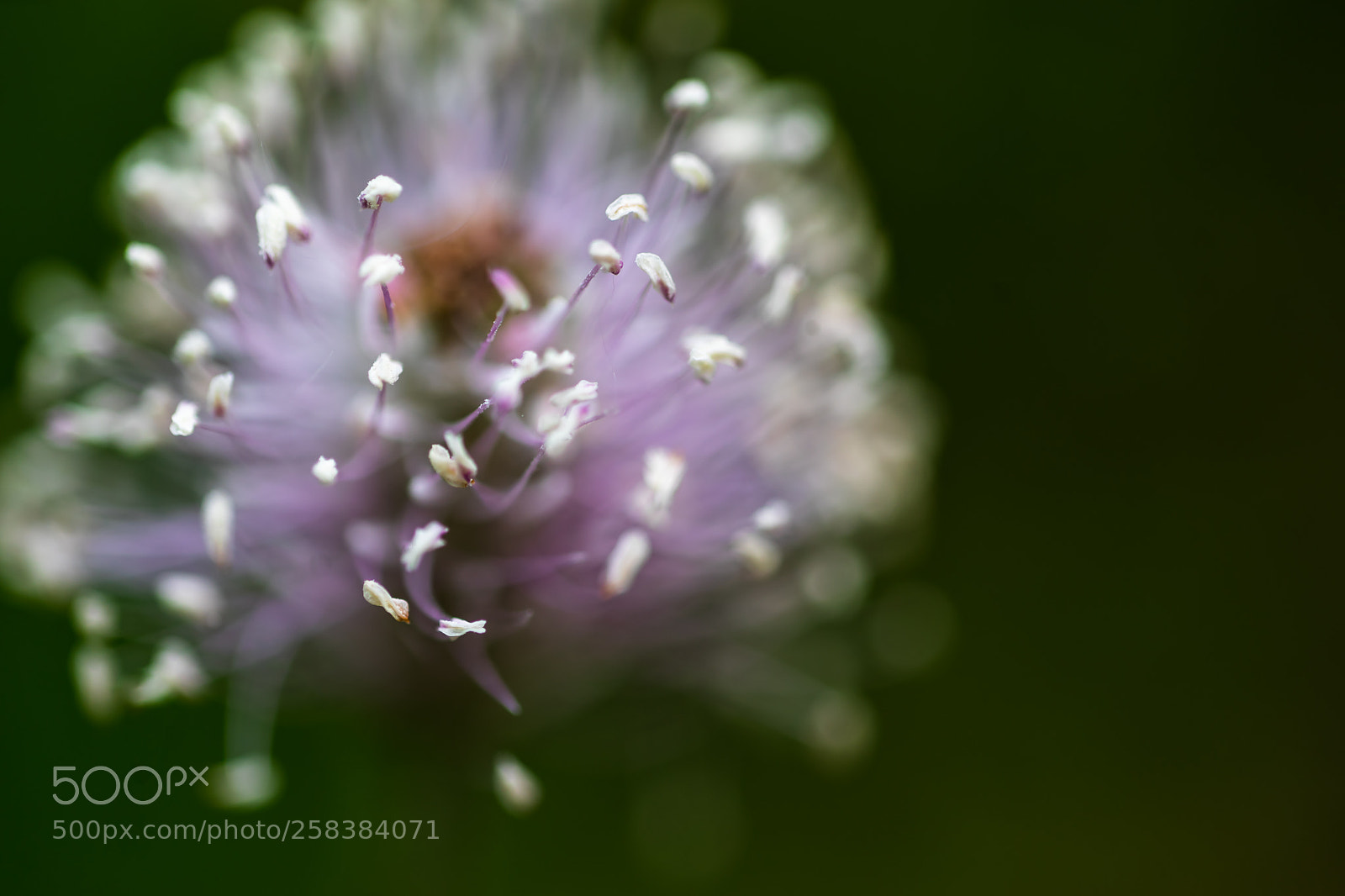 Sony a7 II sample photo. Plantain photography