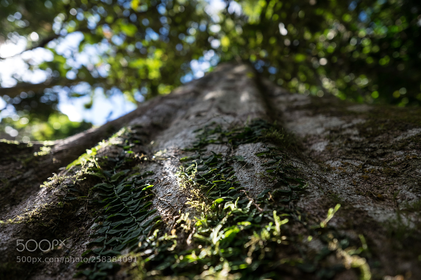 Fujifilm X-T1 sample photo. Happy tree, old tree photography