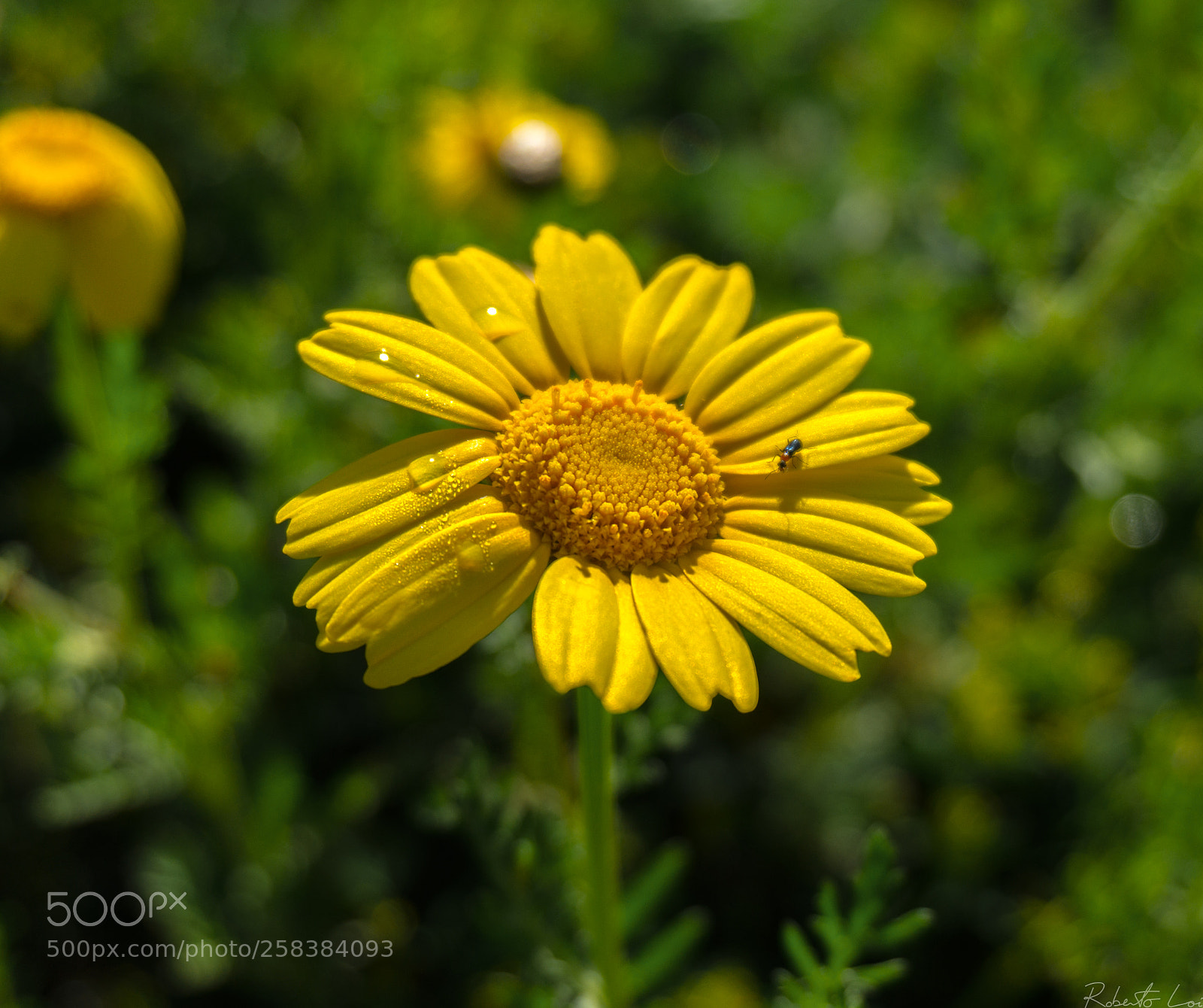 Sony Alpha a5000 (ILCE 5000) sample photo. Untitled photography