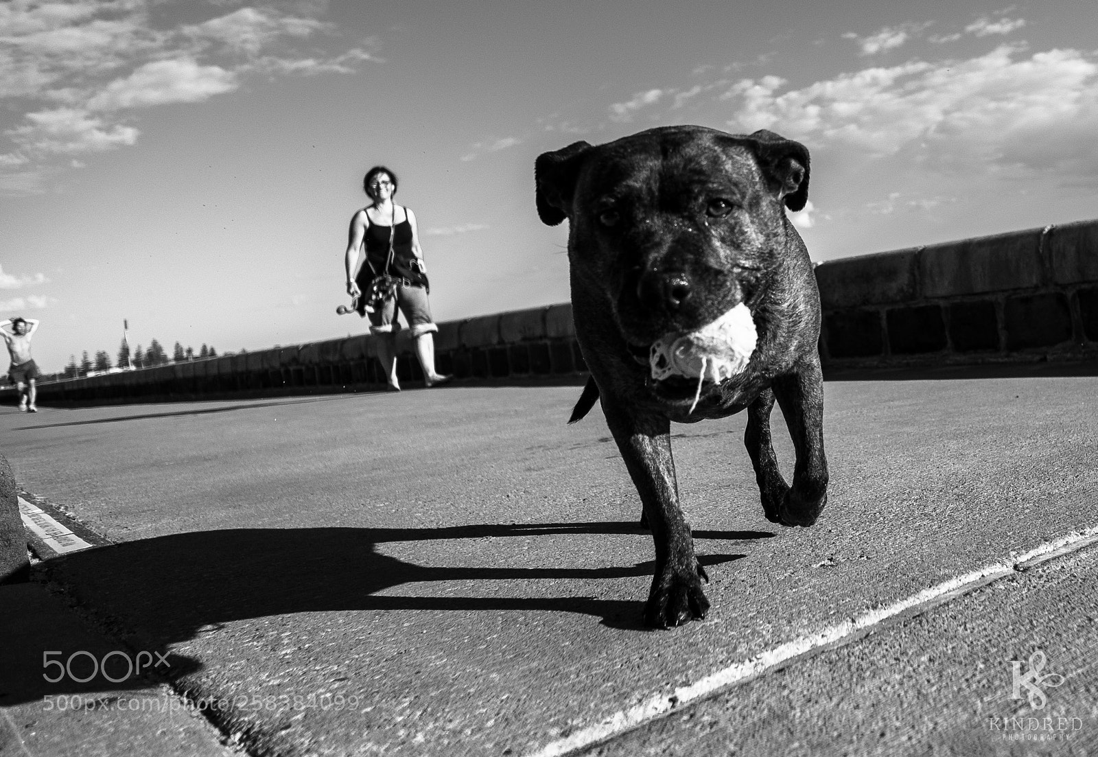 Fujifilm X-T1 sample photo. Who's got the ball? photography