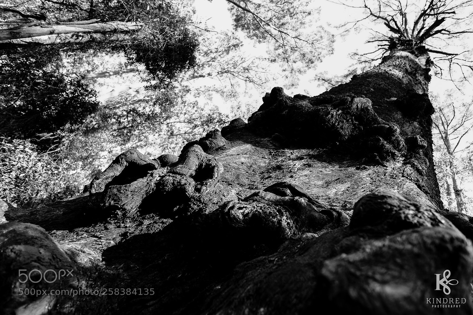 Fujifilm X-T1 sample photo. Dramatic trunk photography