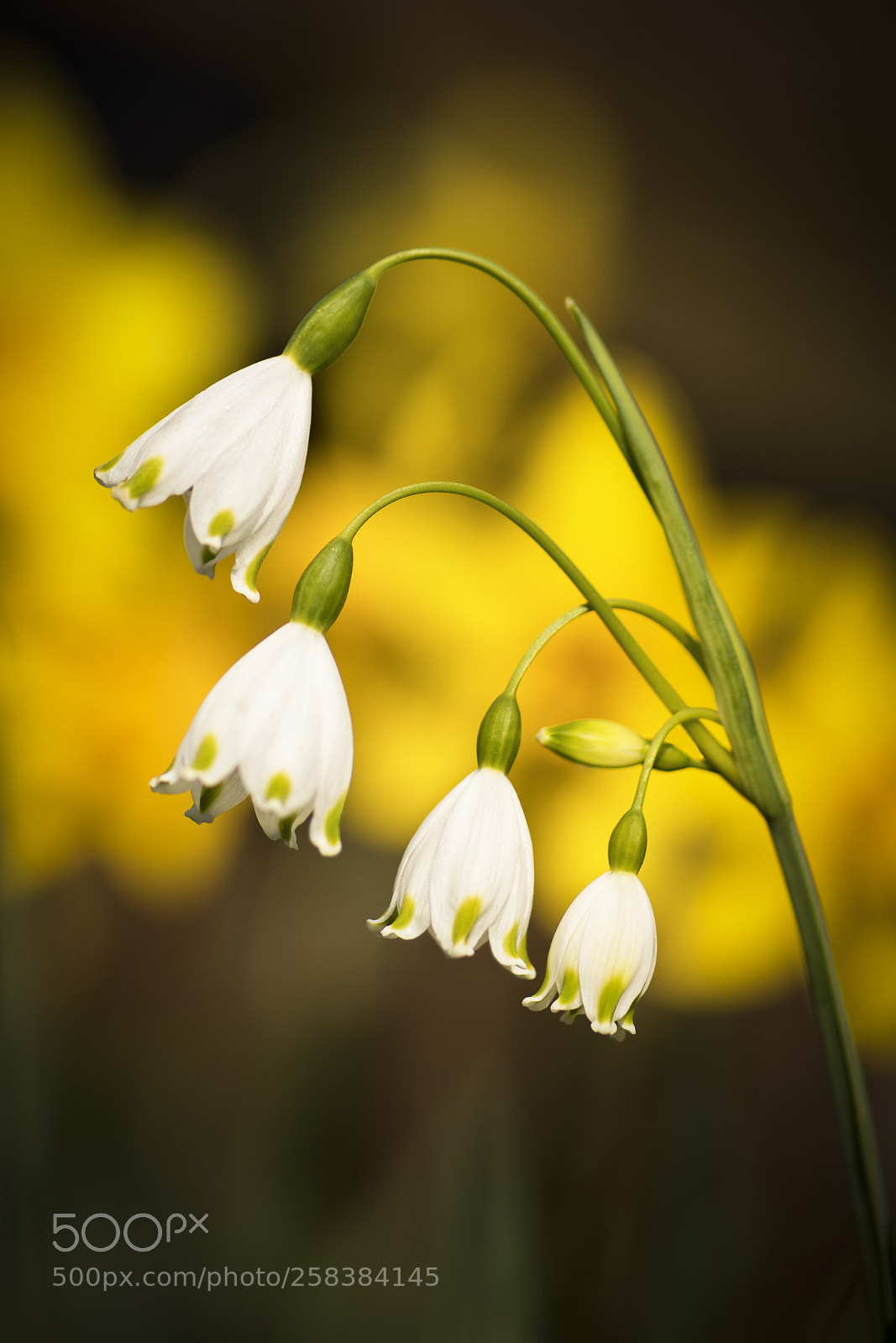 Nikon D810 sample photo. Summer snowflake photography