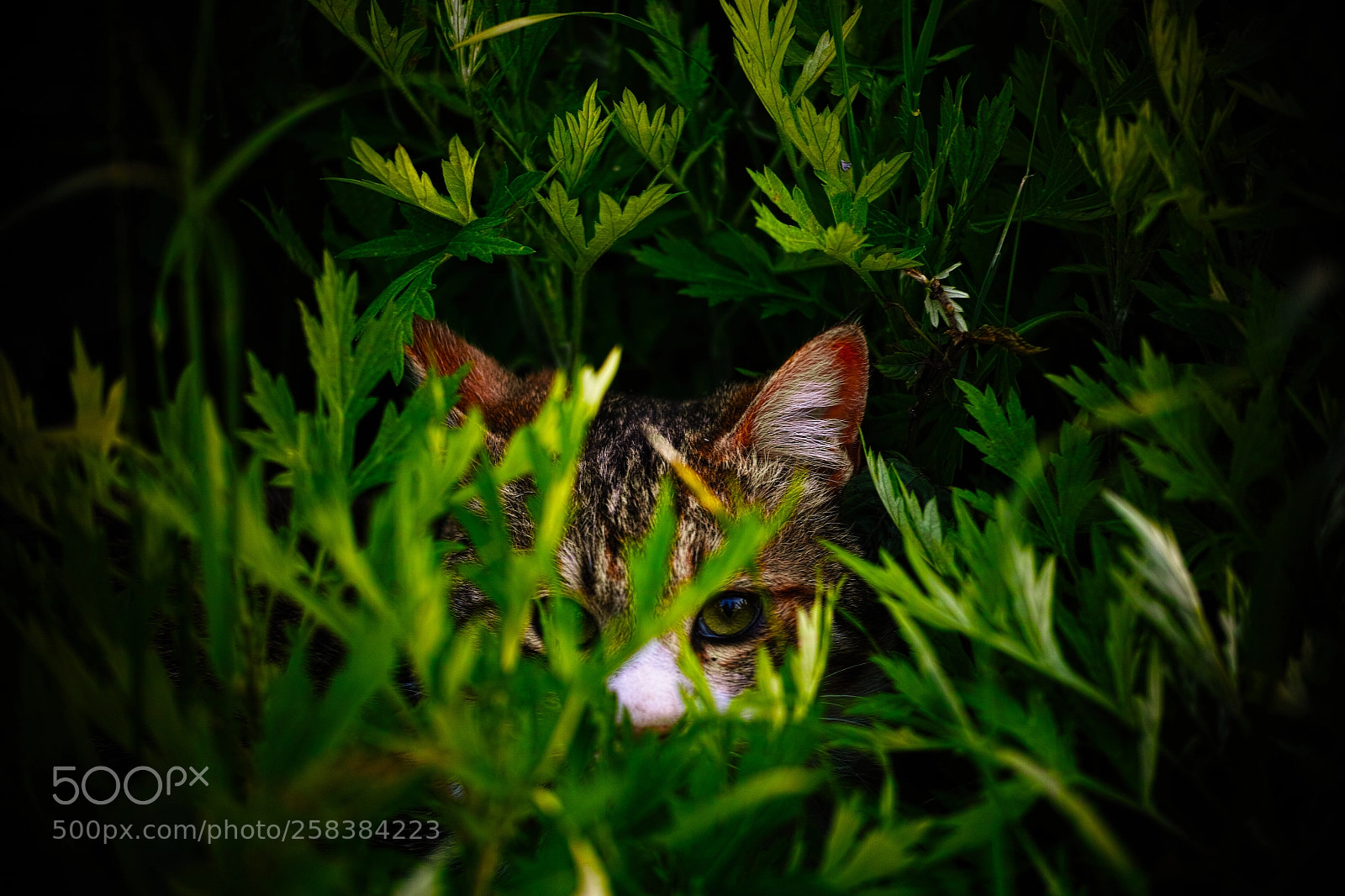 Sigma DP3 Merrill sample photo. Cat every day photography