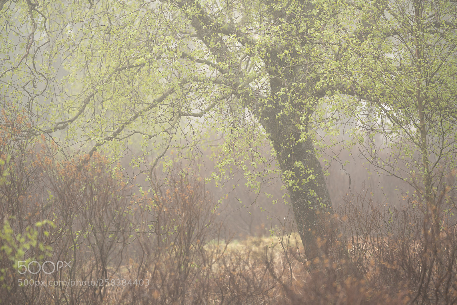 Sony a7R III sample photo. Misty trees photography