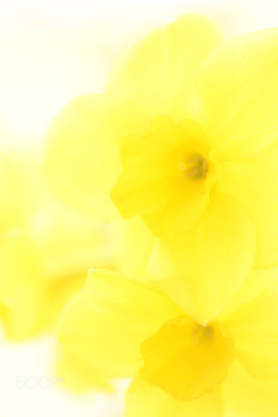 Nikon D810 sample photo. Daffodils photography