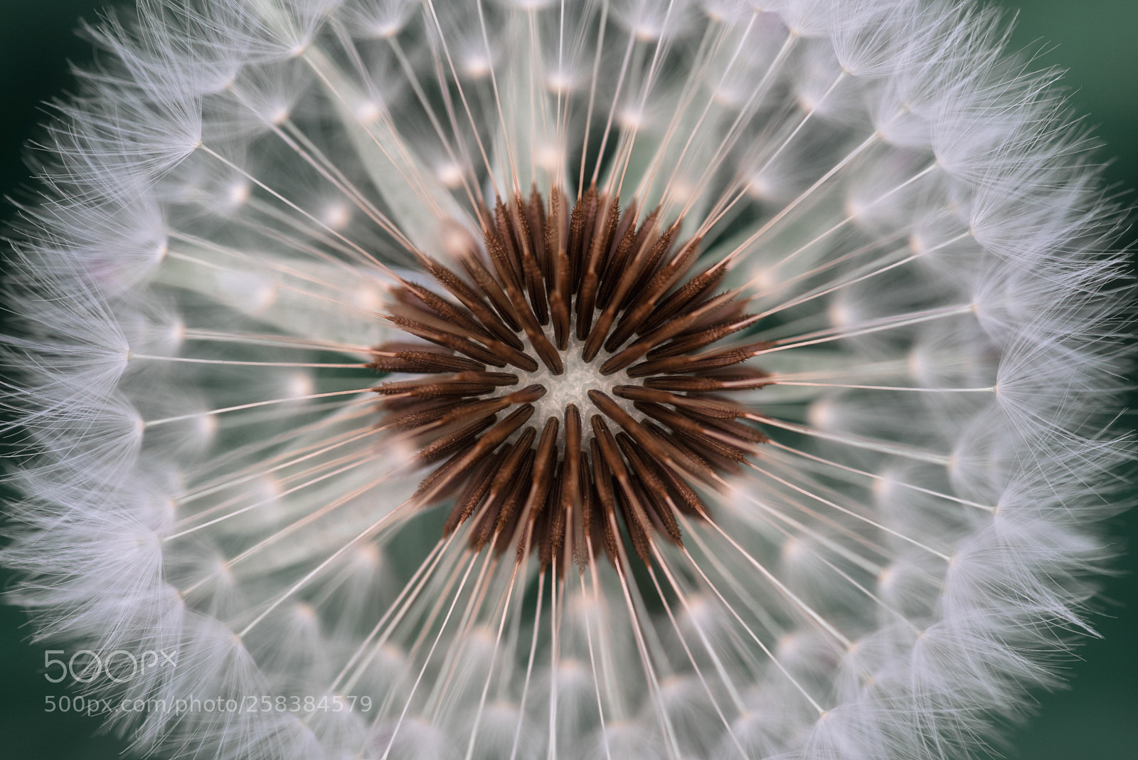 Nikon D750 sample photo. Dandelion photography