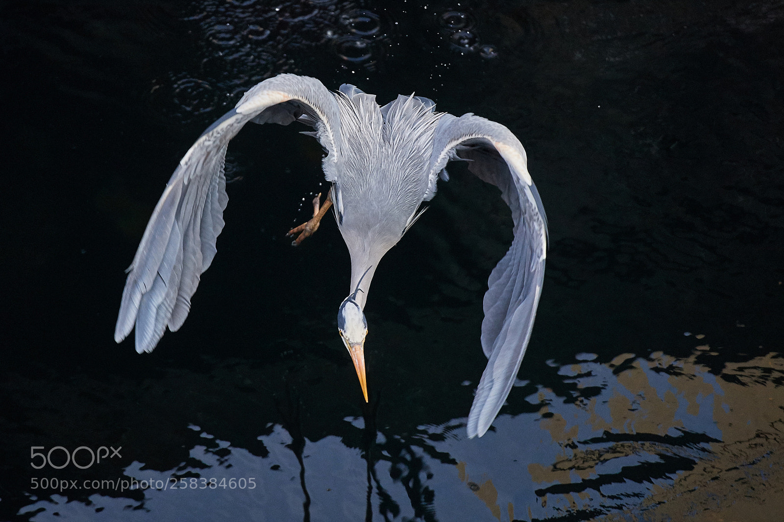 Nikon D5 sample photo. Untitled photography