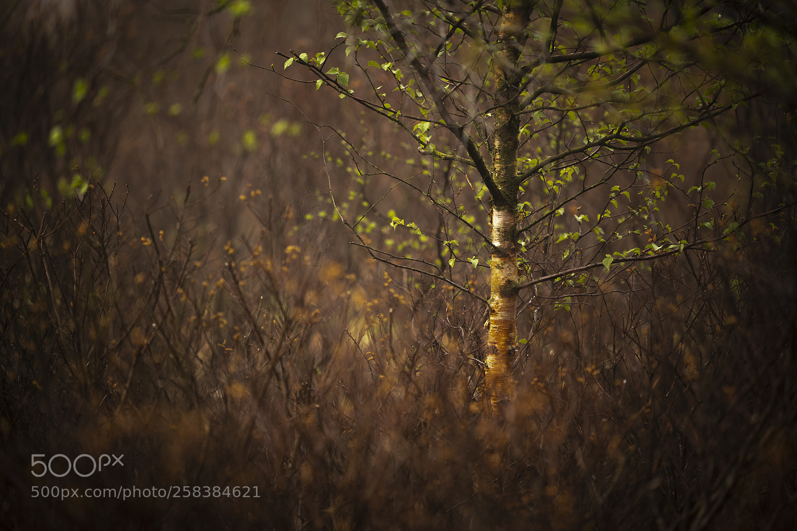Sony a7R III sample photo. Birch in copse photography