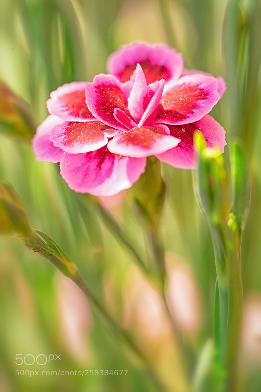 Sony a7 sample photo. Beauty in the sun photography