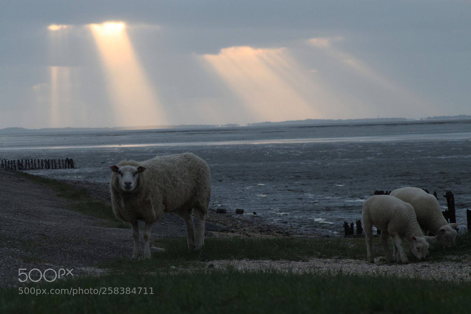 Canon EOS 500D (EOS Rebel T1i / EOS Kiss X3) sample photo. Sheep under jacobsladders photography