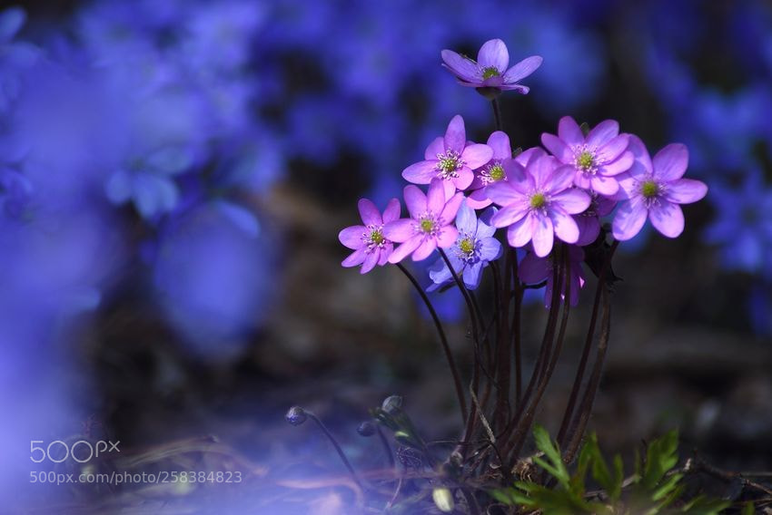 Nikon D7200 sample photo. *** photography