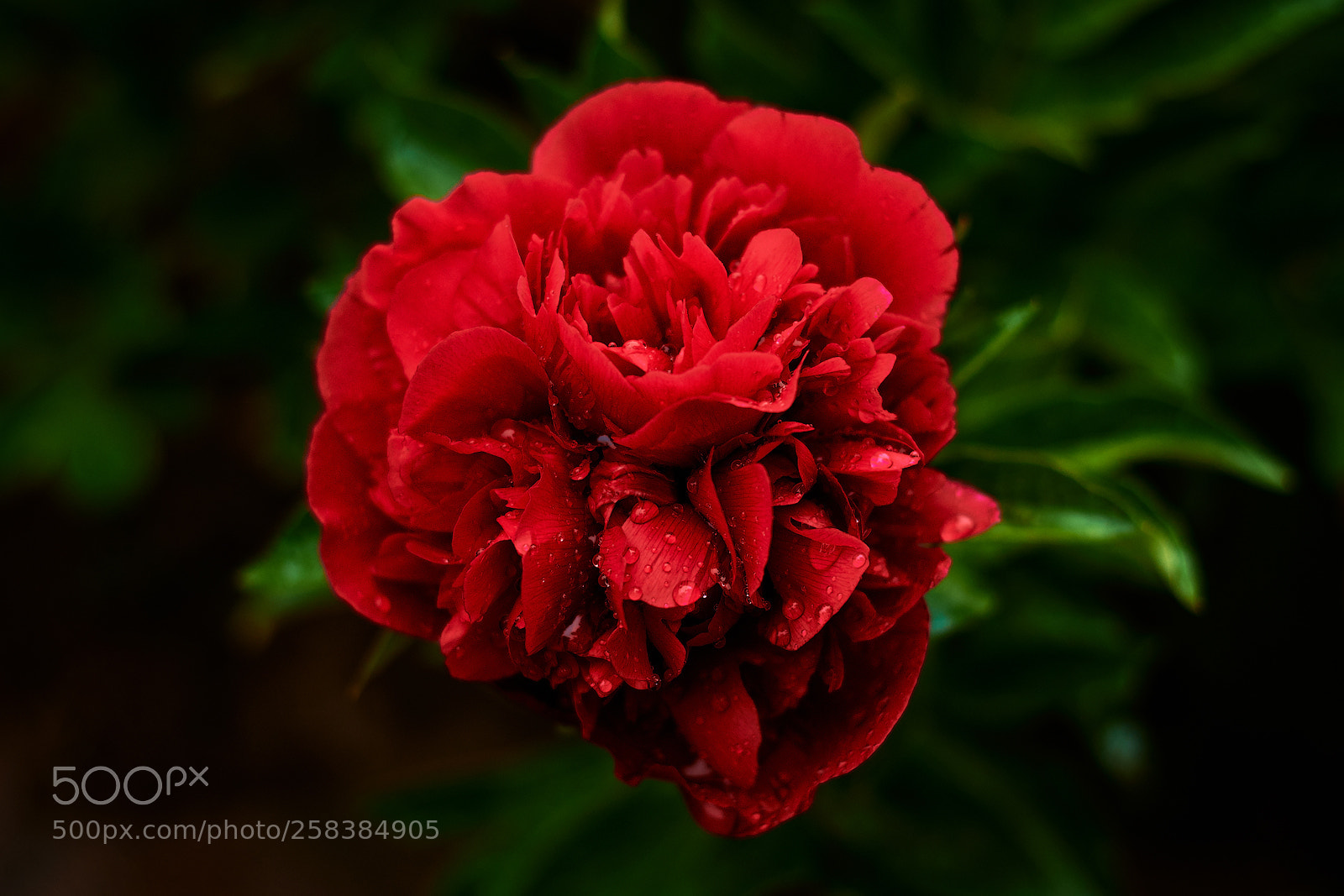 Nikon D7200 sample photo. Peony photography