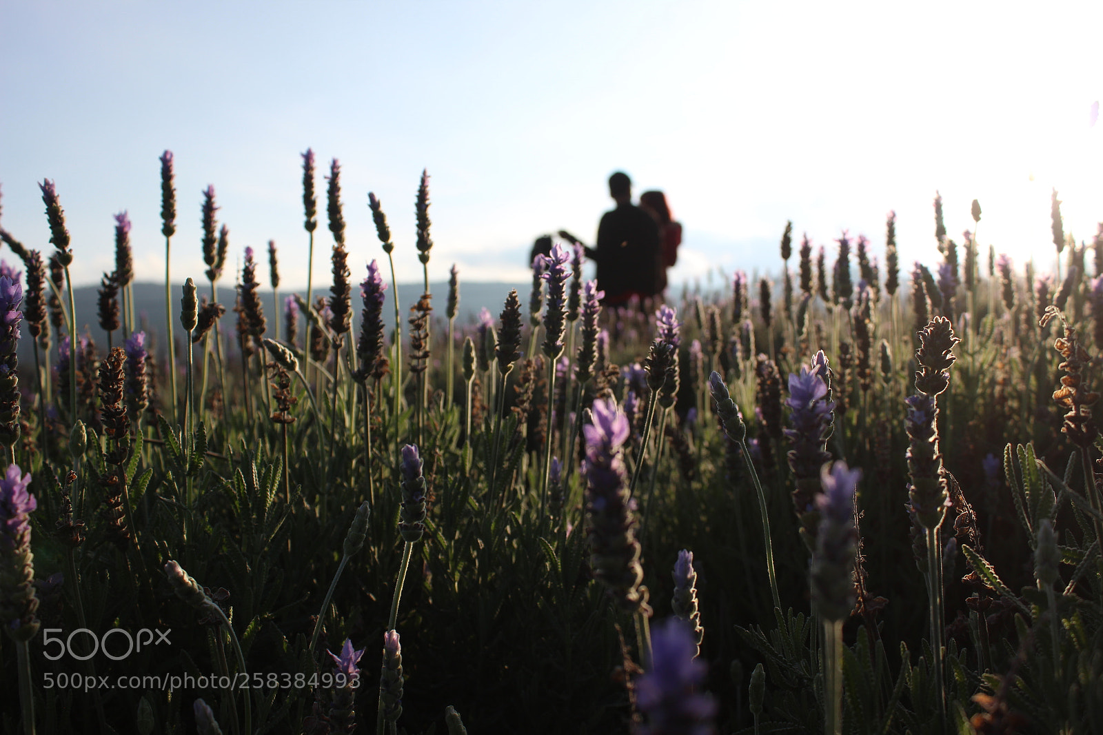 Canon EOS 600D (Rebel EOS T3i / EOS Kiss X5) sample photo. Couple & lavender feild. photography