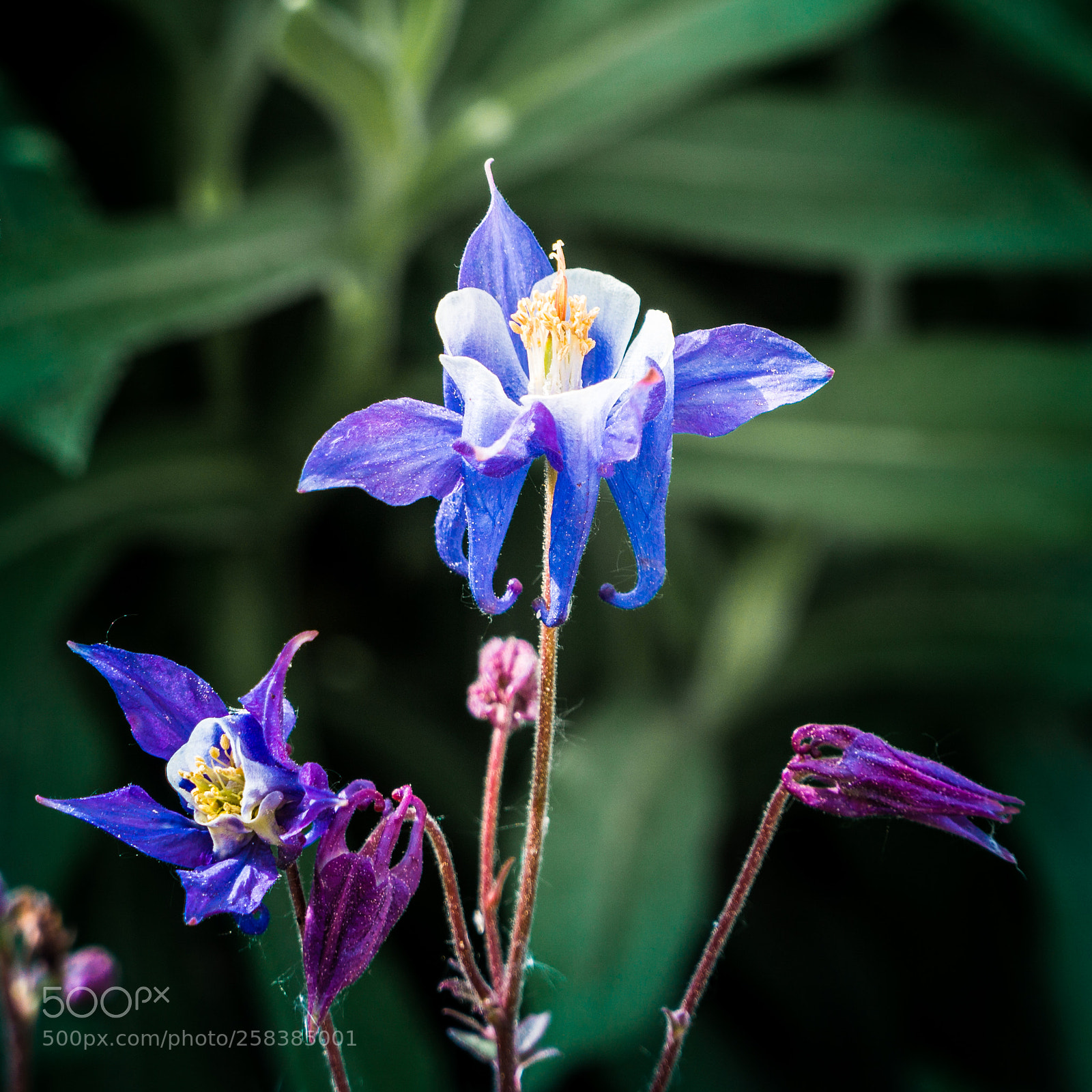 Sony a6000 sample photo. Fascination of nature photography