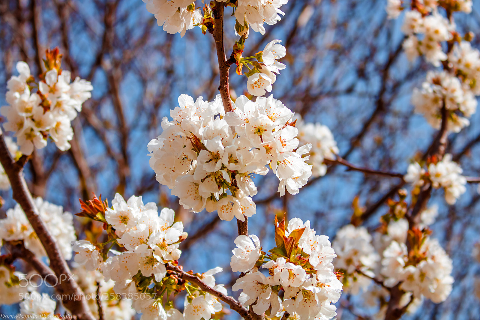 Canon EOS 750D (EOS Rebel T6i / EOS Kiss X8i) sample photo. Spring vision photography