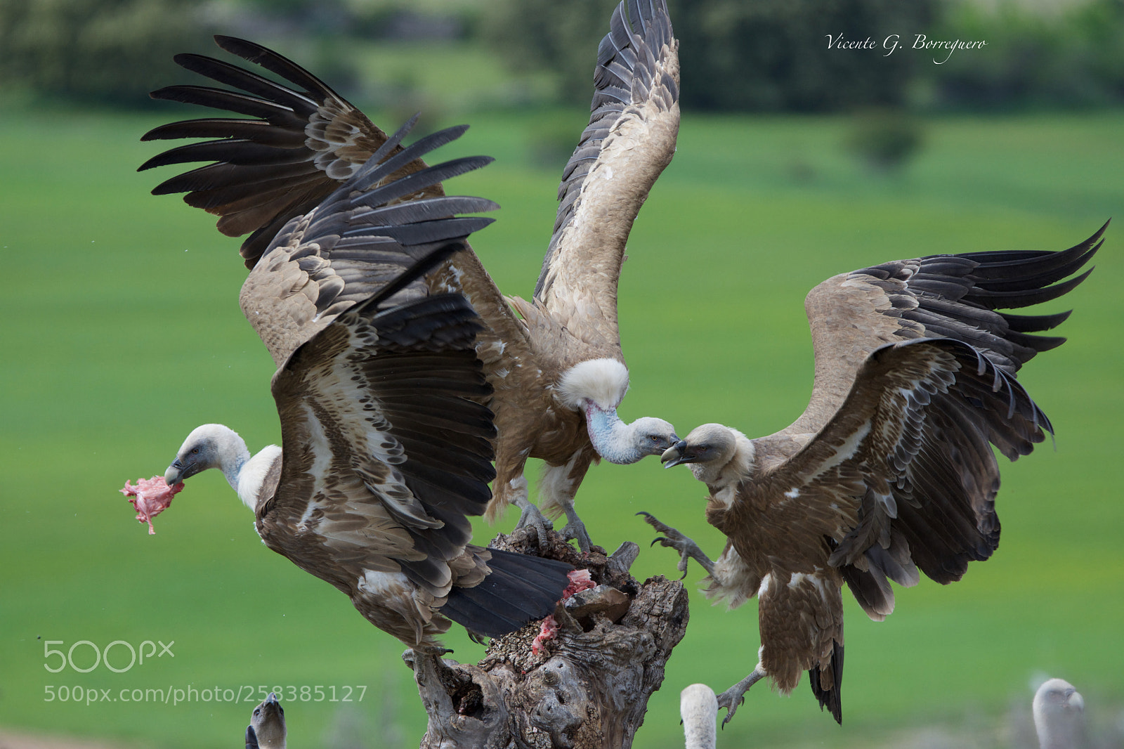 Nikon D7200 sample photo. Gyps fulvus photography