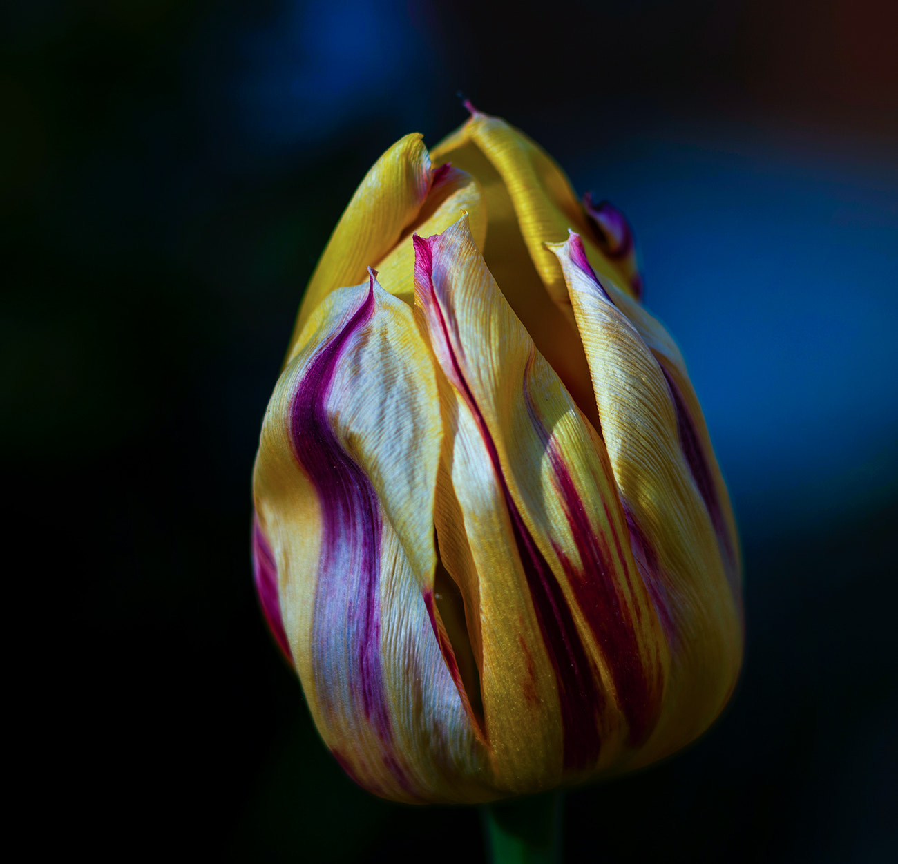 Leica SL (Typ 601) sample photo. Tulip photography