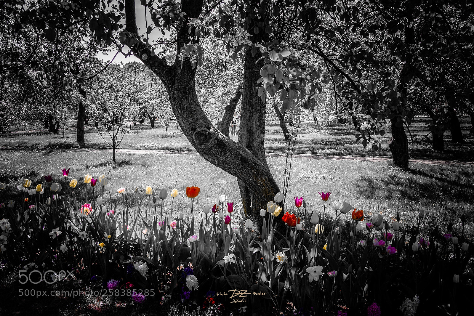 Canon EOS 50D sample photo. Tulips in the park photography