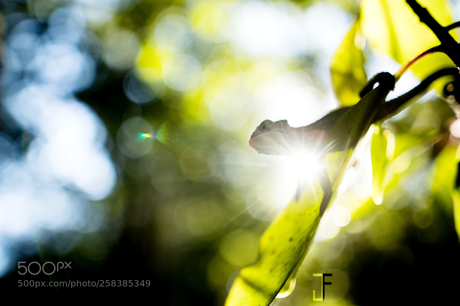 Canon EOS-1D X Mark II sample photo. Bradypodion damaranum - flare photography