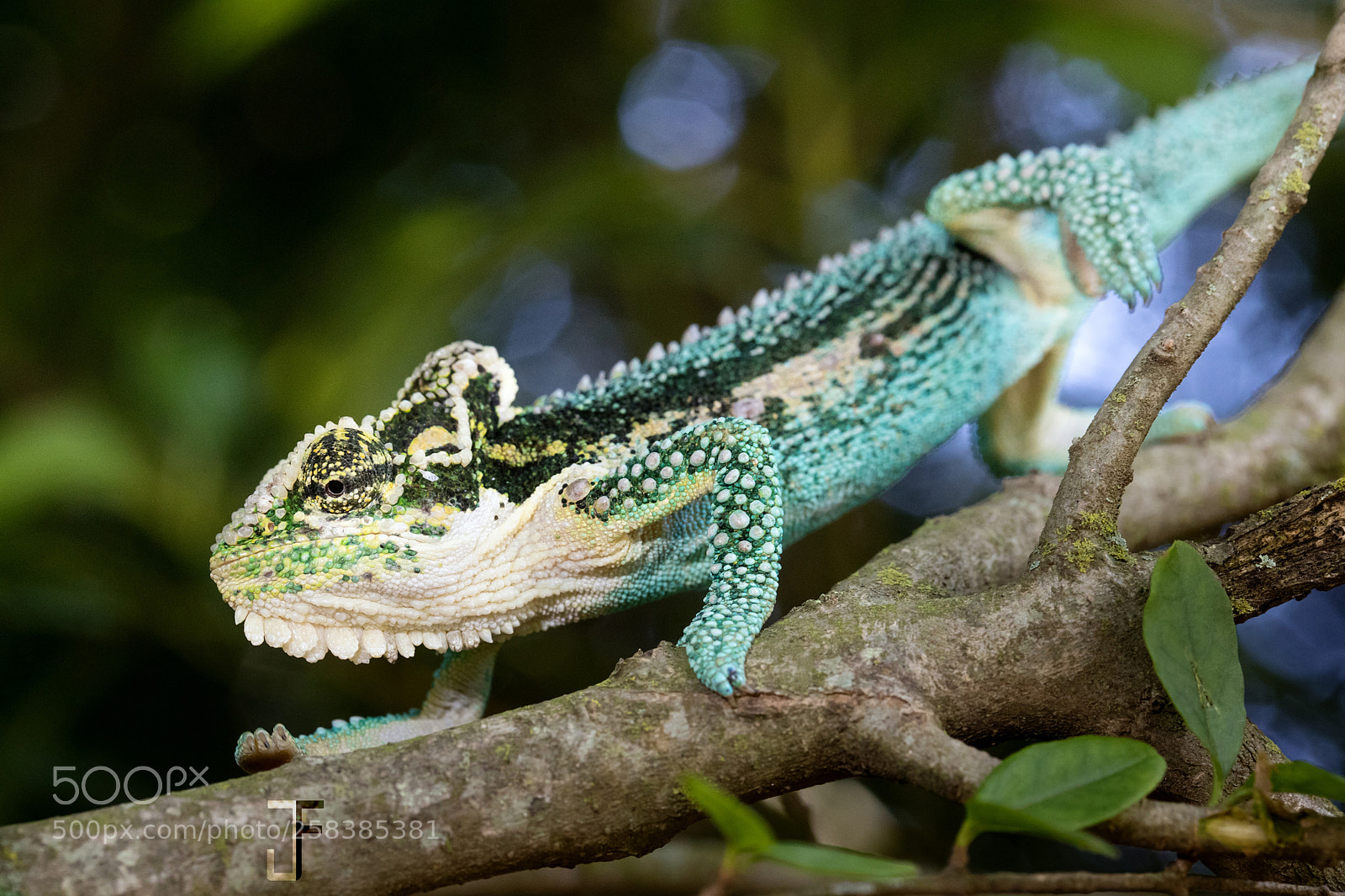 Canon EOS-1D X Mark II sample photo. Bradypodion thamnobates - blue photography