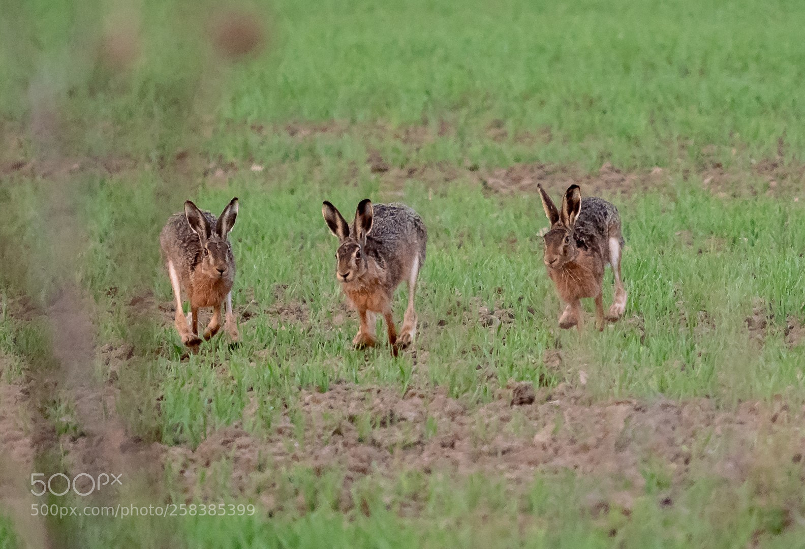 Panasonic Lumix DMC-GX85 (Lumix DMC-GX80 / Lumix DMC-GX7 Mark II) sample photo. Morning hares photography
