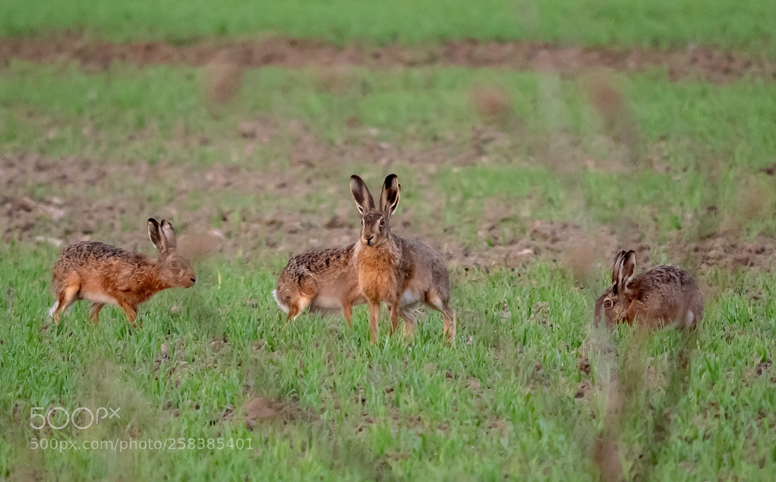 Panasonic Lumix DMC-GX85 (Lumix DMC-GX80 / Lumix DMC-GX7 Mark II) sample photo. Morning hares photography