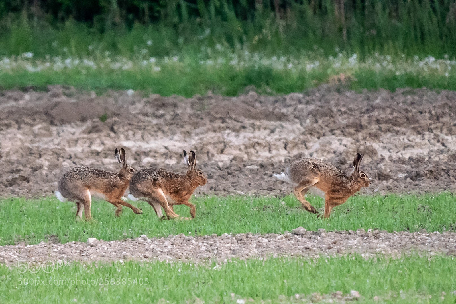 Panasonic Lumix DMC-GX85 (Lumix DMC-GX80 / Lumix DMC-GX7 Mark II) sample photo. Morning hares photography
