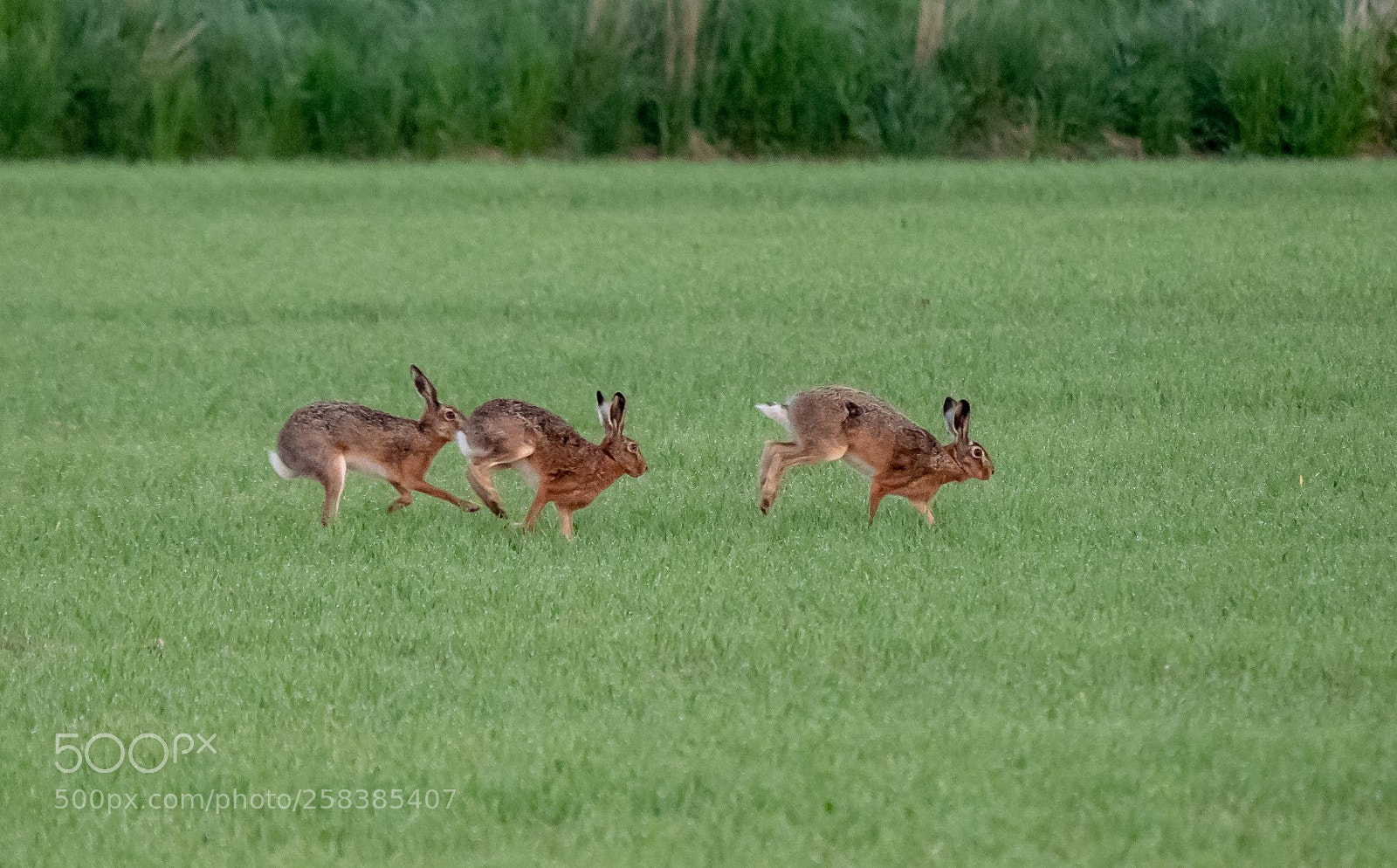 Panasonic Lumix DMC-GX85 (Lumix DMC-GX80 / Lumix DMC-GX7 Mark II) sample photo. Morning hares photography