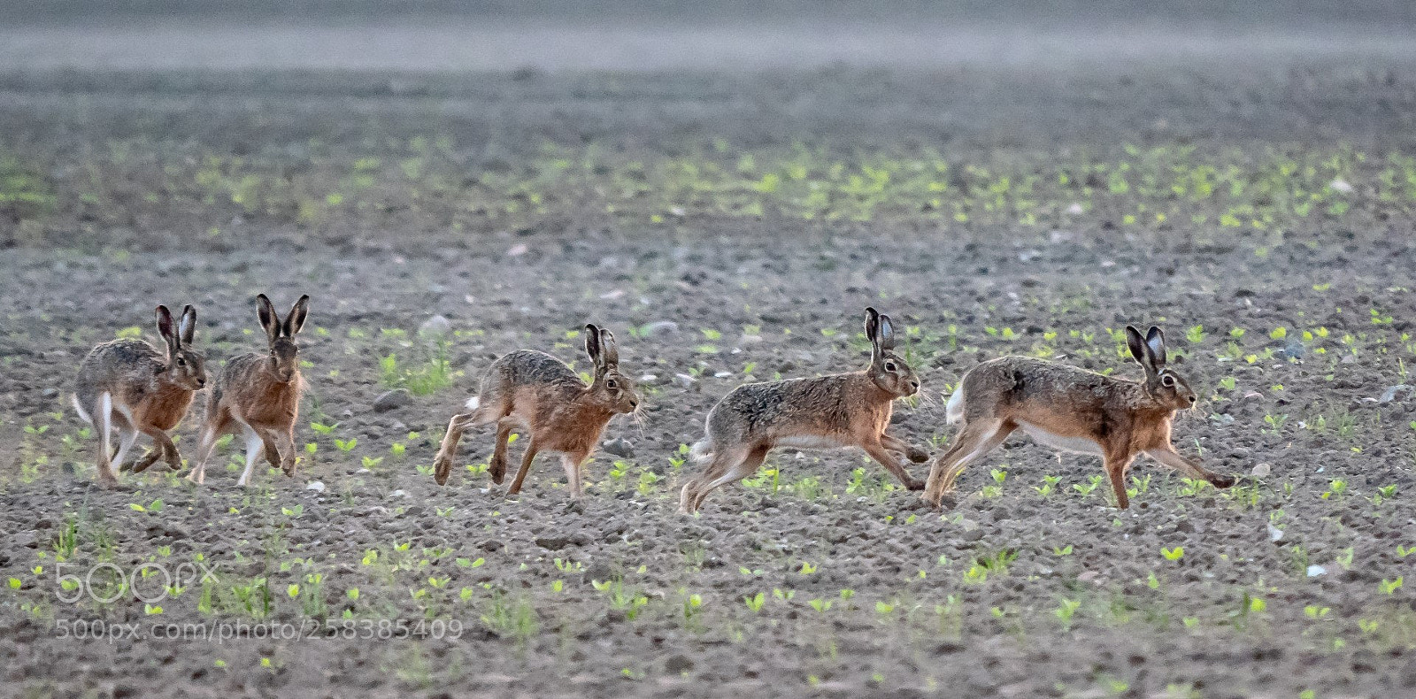 Panasonic Lumix DMC-GX85 (Lumix DMC-GX80 / Lumix DMC-GX7 Mark II) sample photo. Morning hares photography