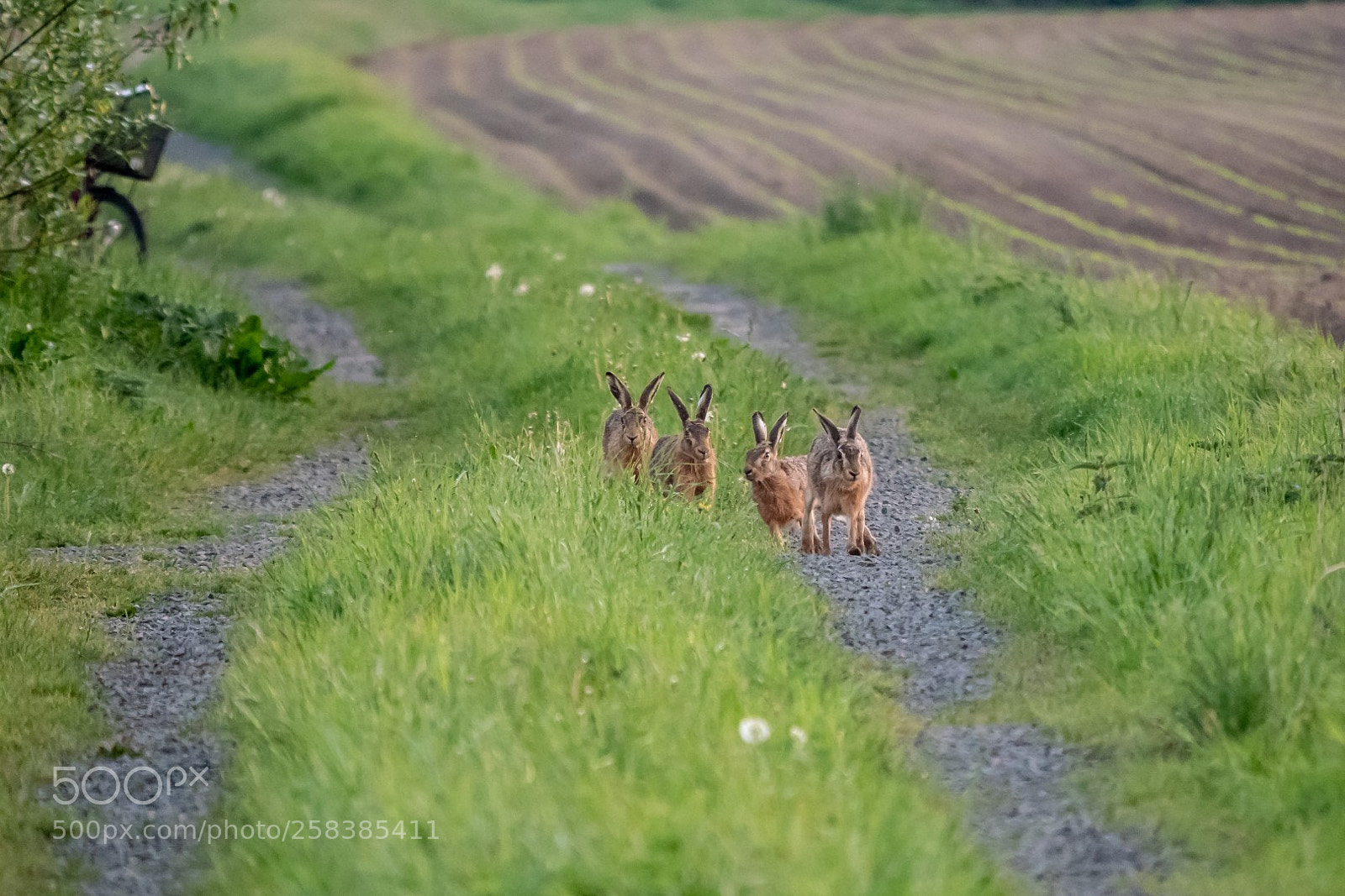 Panasonic Lumix DMC-GX85 (Lumix DMC-GX80 / Lumix DMC-GX7 Mark II) sample photo. Morning hares photography