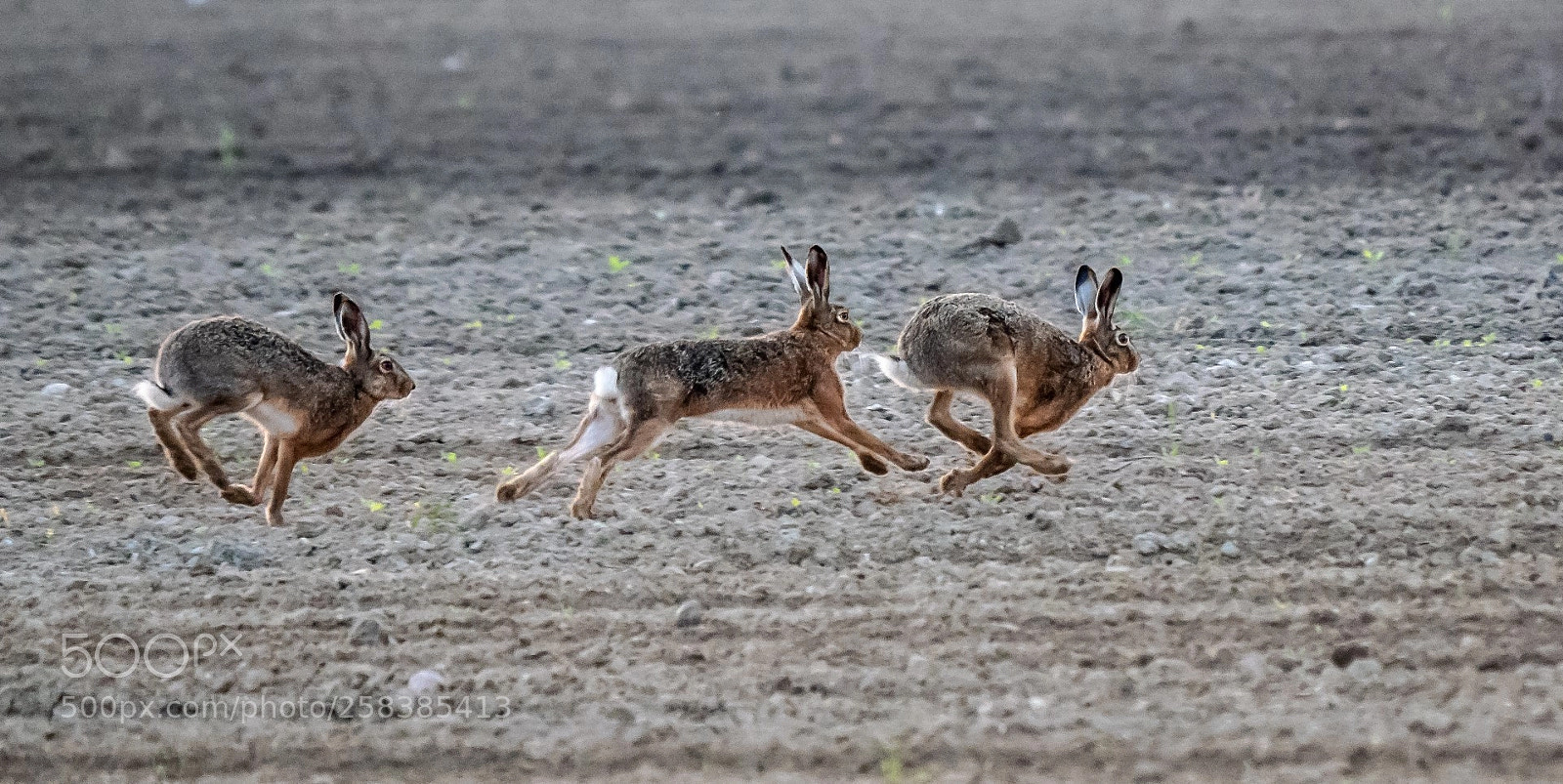 Panasonic Lumix DMC-GX85 (Lumix DMC-GX80 / Lumix DMC-GX7 Mark II) sample photo. Morning hares photography