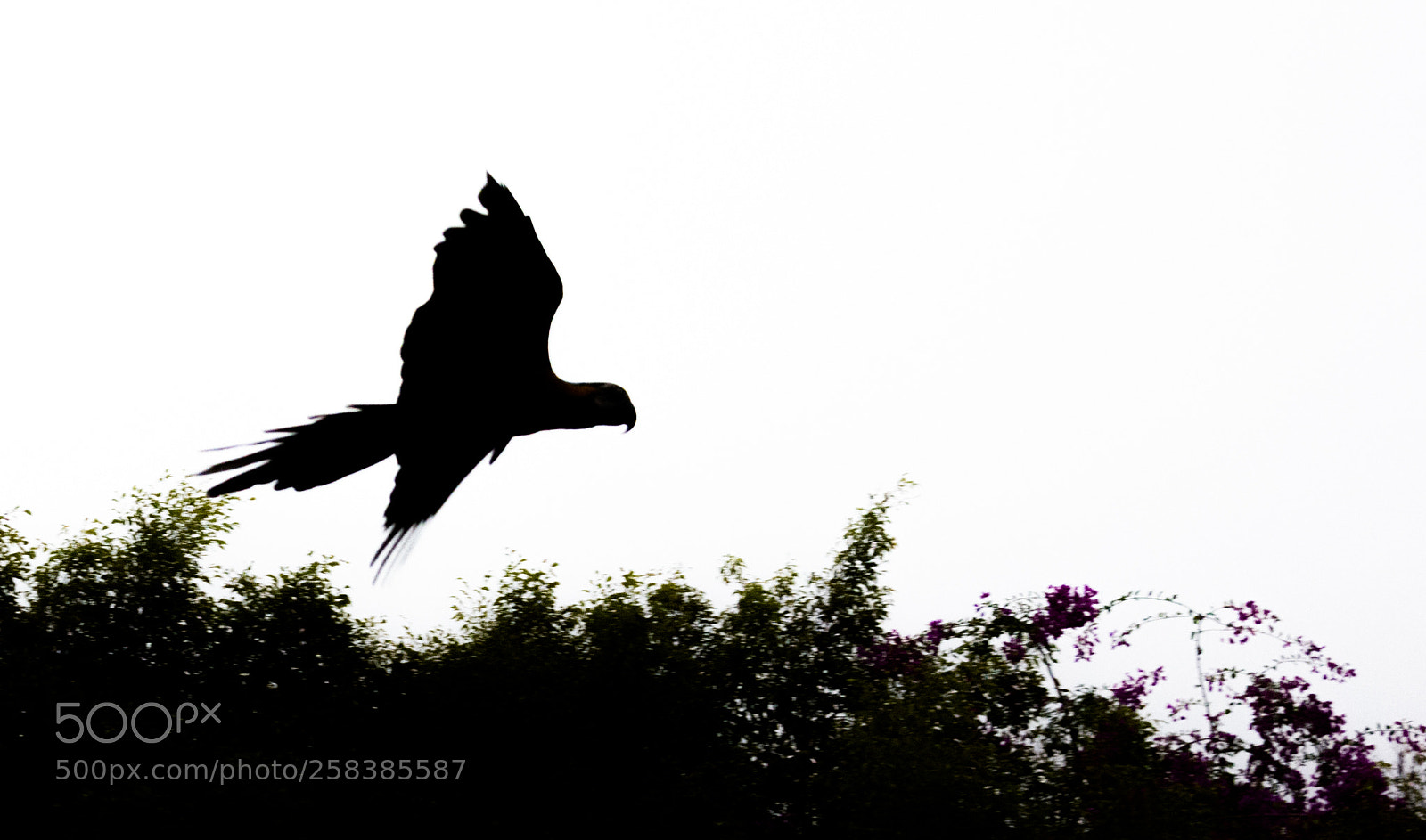 Nikon D810 sample photo. Flying parrot photography