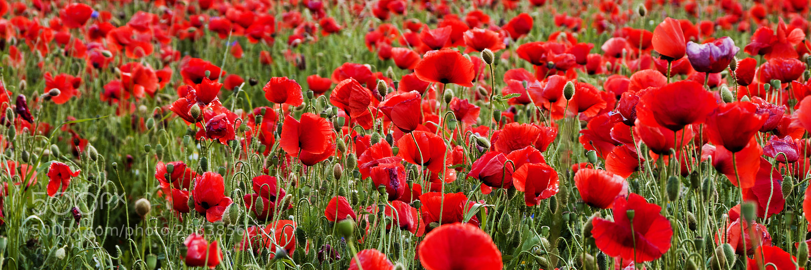 Canon EOS 500D (EOS Rebel T1i / EOS Kiss X3) sample photo. Poppy flowers photography