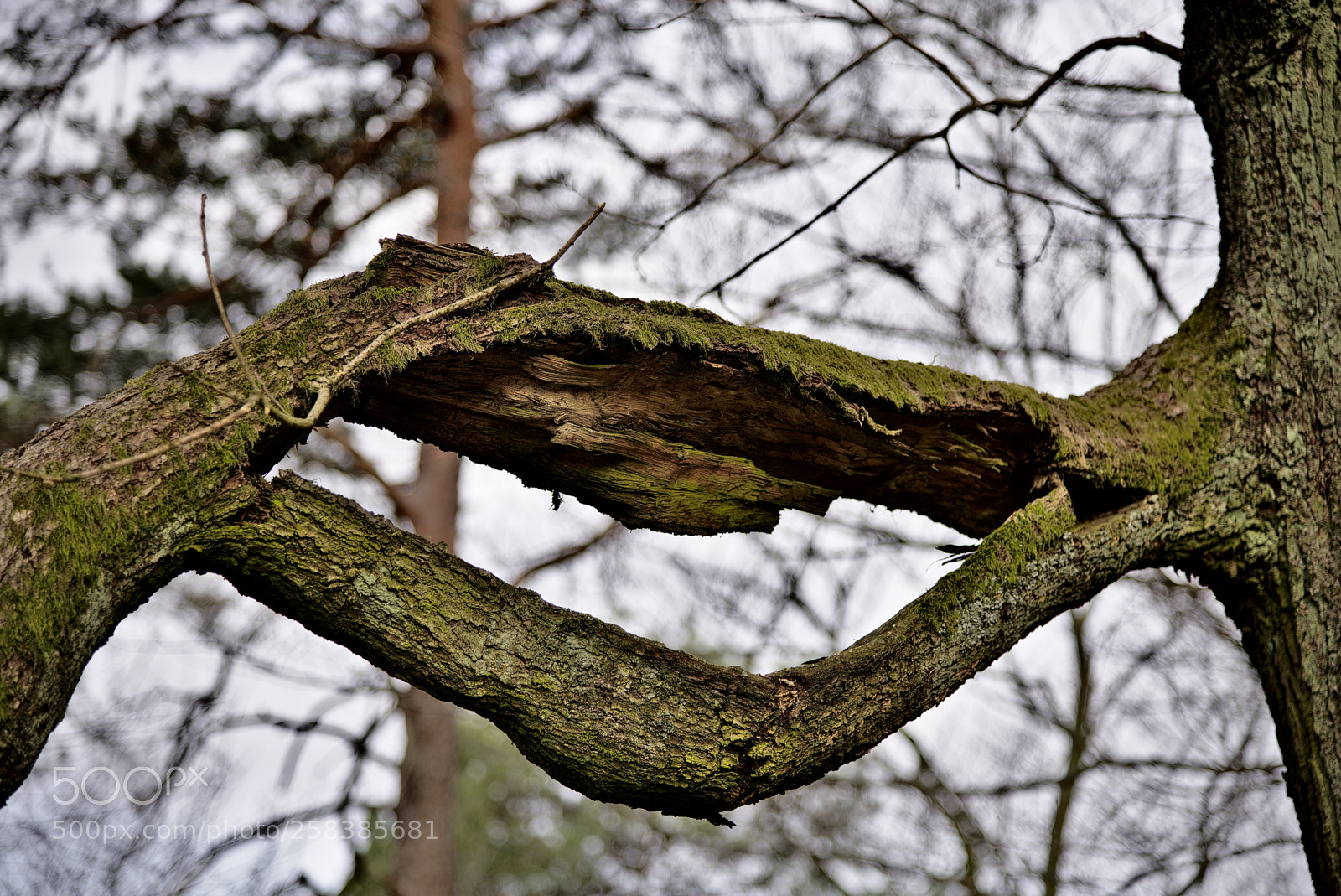 Nikon D750 sample photo. Tree33 photography