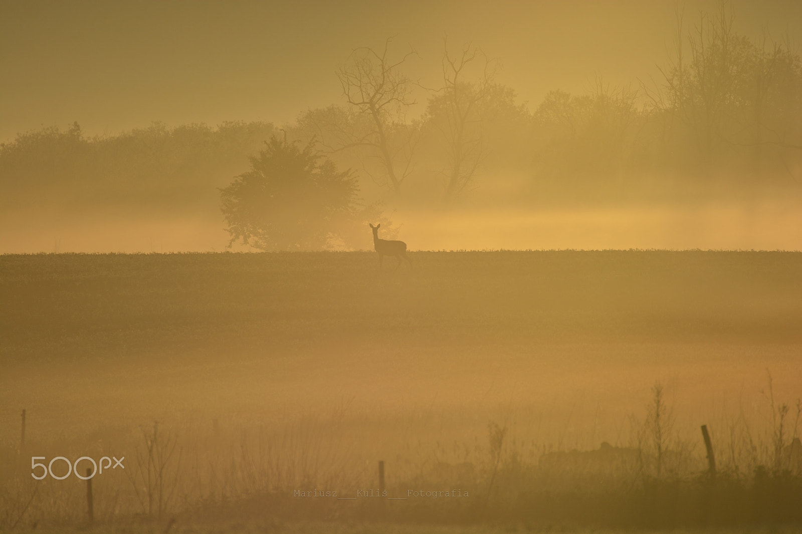 Nikon D5200 sample photo. Mist... photography