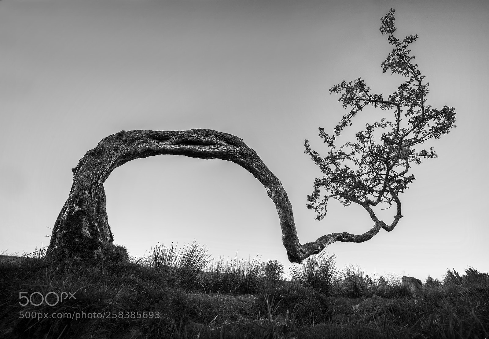 Nikon D810 sample photo. Hawthorn photography