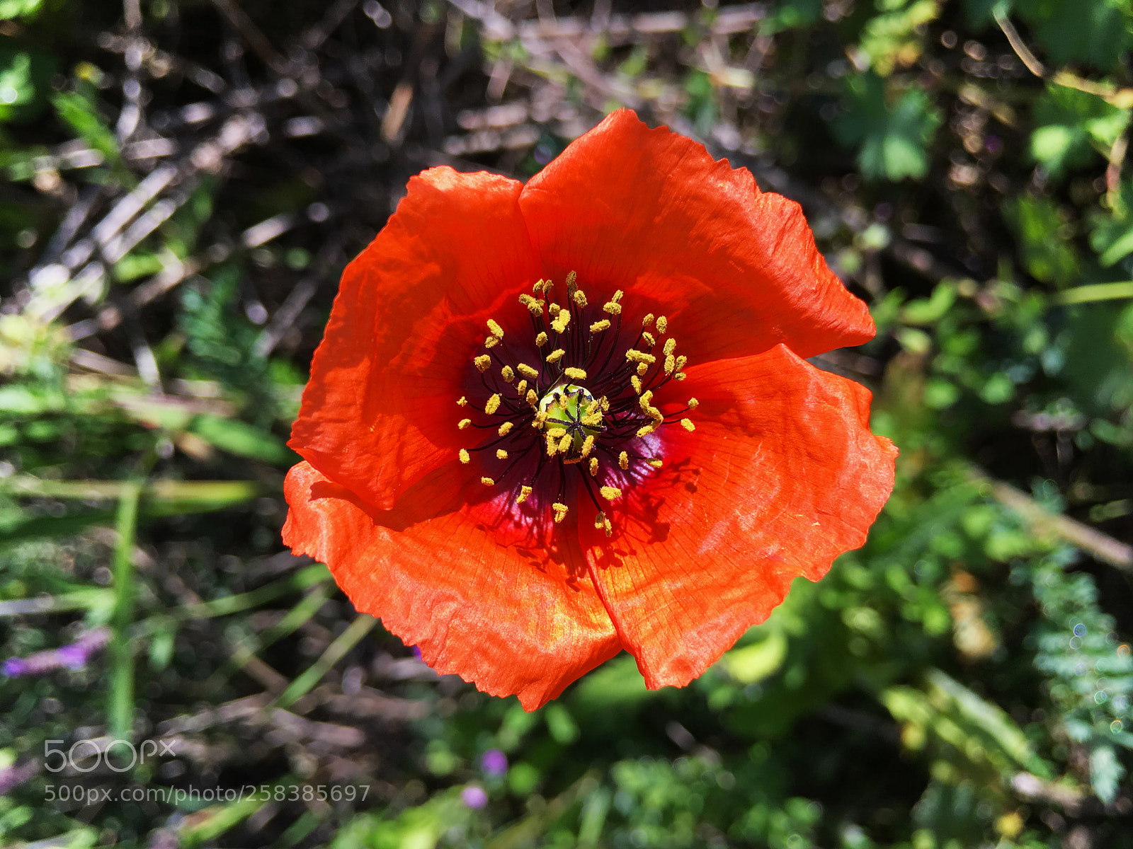 Apple iPhone 6s Plus sample photo. Amapola. papaver rhoeas photography