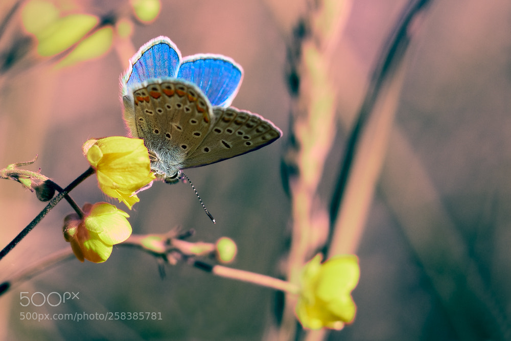 Olympus OM-D E-M5 II sample photo. Baton blue in the photography