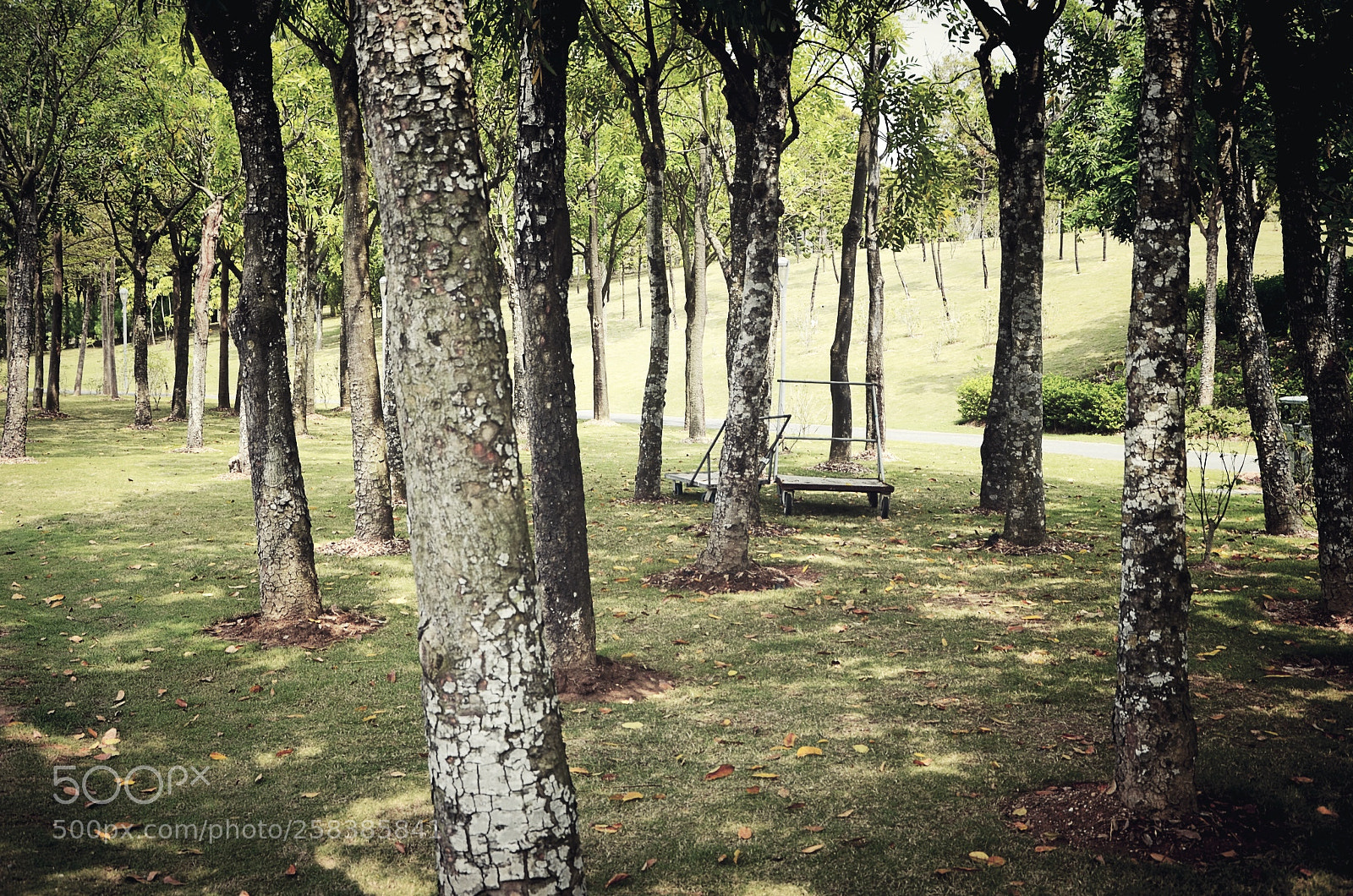 Nikon D7000 sample photo. Green photography