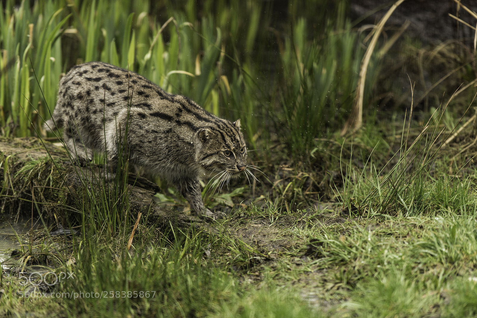 Nikon D5 sample photo. Fishing cat series photography