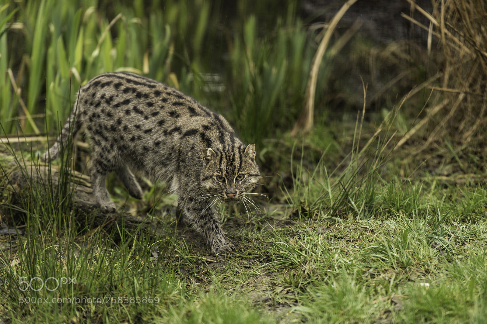 Nikon D5 sample photo. Fishing cat series photography
