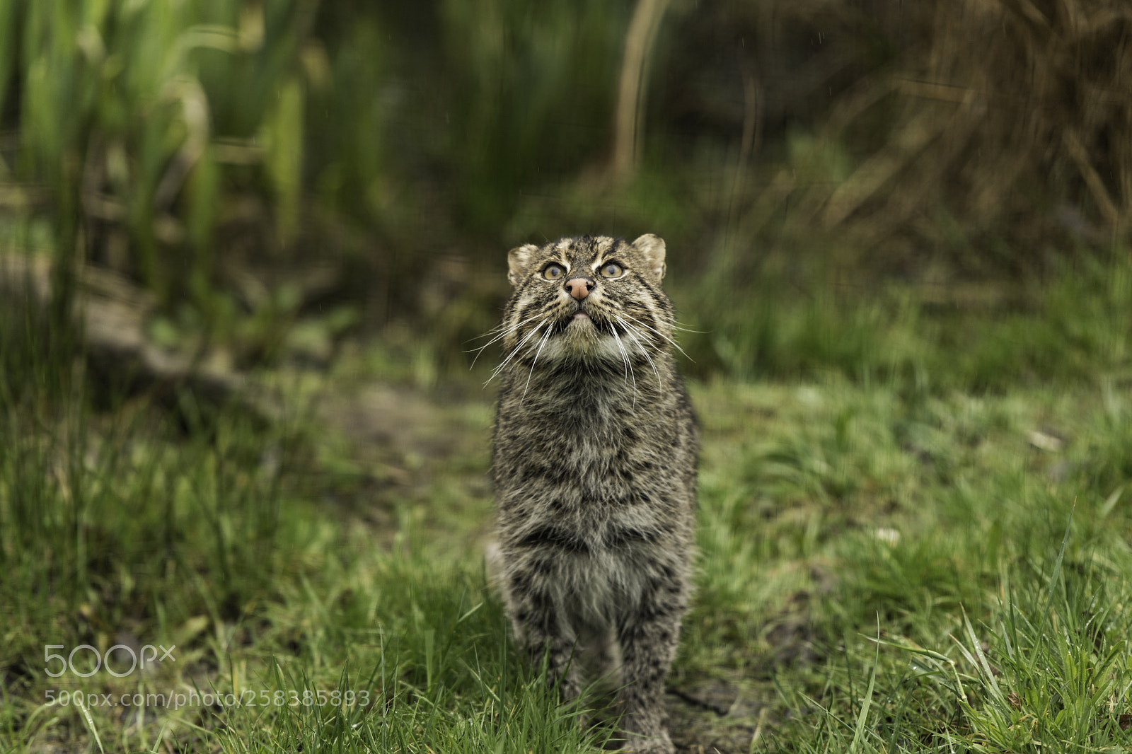 Nikon D5 sample photo. Fishing cat series photography