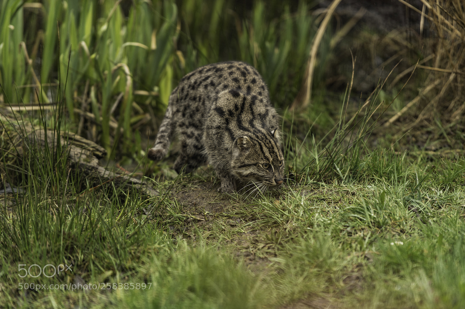 Nikon D5 sample photo. Fishing cat series photography