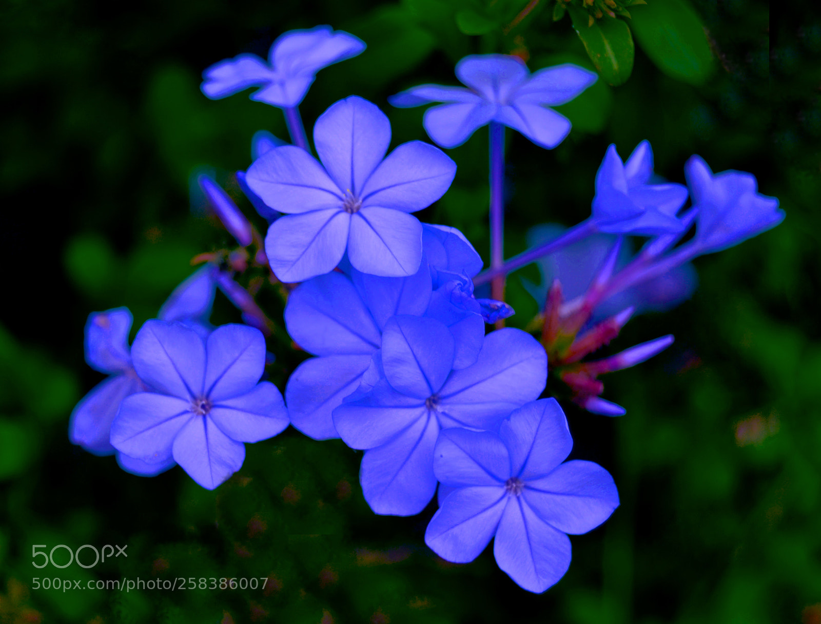 Nikon D3100 sample photo. Flores photography