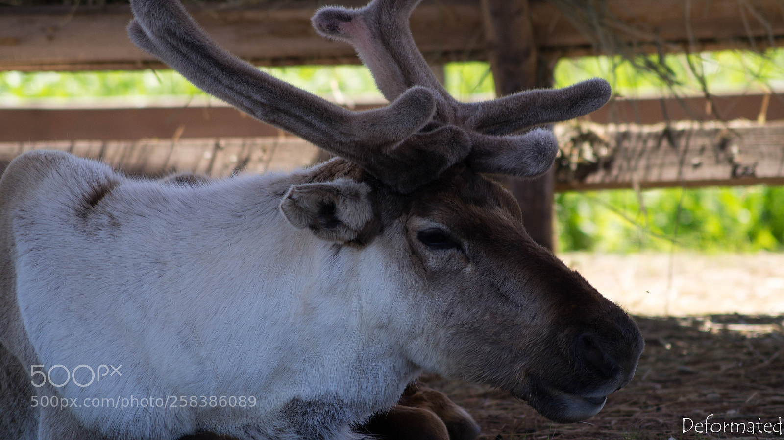 Sony SLT-A37 sample photo. Khokhlovka photography