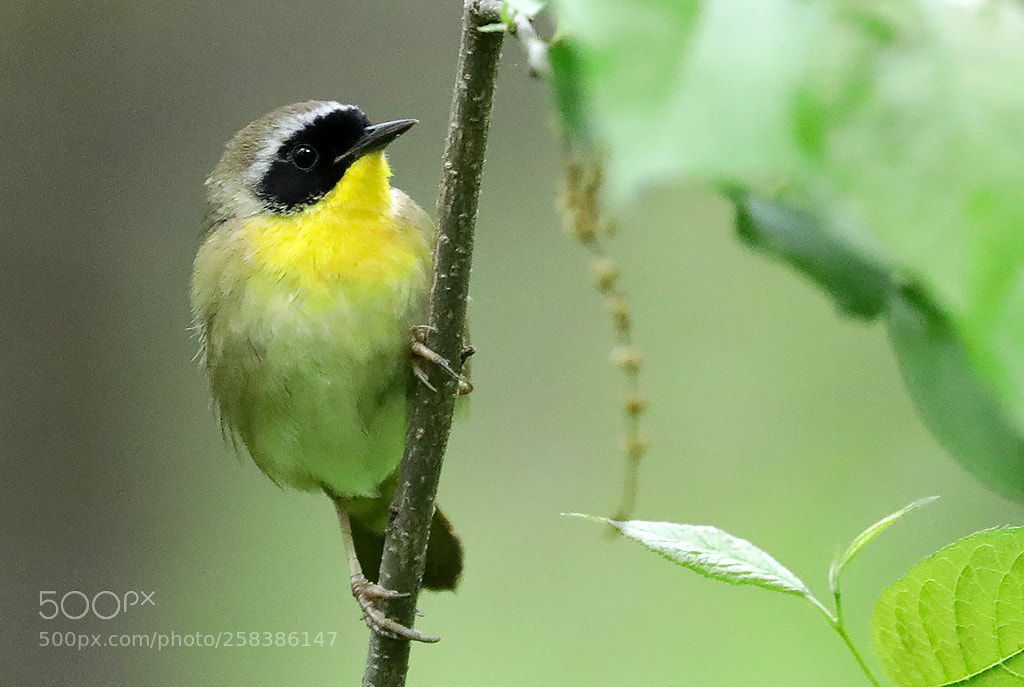 Canon EOS 5D Mark IV sample photo. A common yellowthroat photography